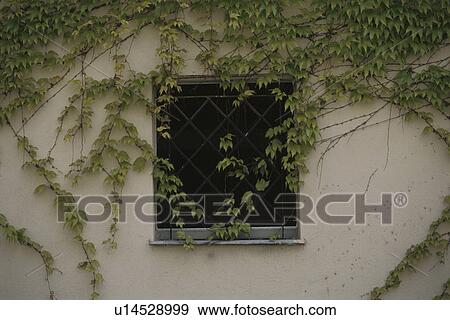 Stock Photo - A Bird And A Window. Fotosearch