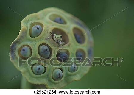 A Lotus And A Tree Toad View Large Photo Image Picture - A Lotus And A Tree Toad. Fotosearch