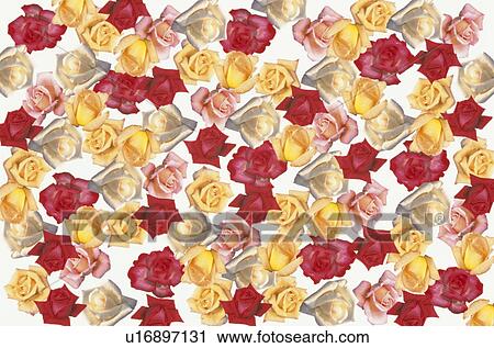 A Rose Sheet View Large Photo Image Stock Image - A Rose Sheet. Fotosearch