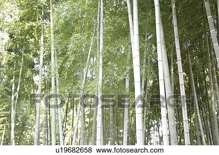 Stock Photo - Bamboo Forest. Fotosearch