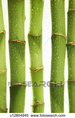 Stock Photography - Bamboo stems (close-up). Fotosearch