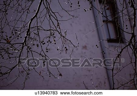 Bare Branches Near House View Large Photo Image Stock Image - Bare Branches Near House. Fotosearch