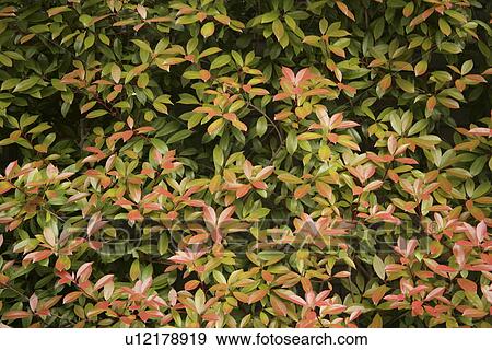 Stock Photo - Branches. Fotosearch