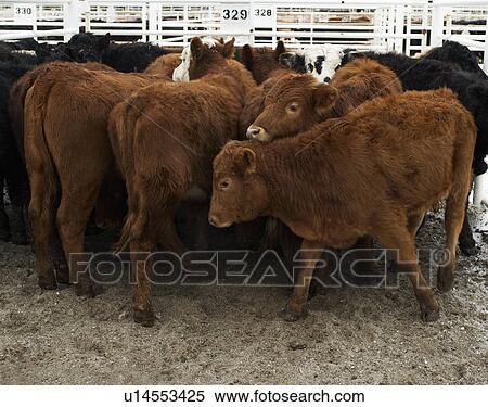 Cattle View Large Photo Image Stock Photography - Cattle. Fotosearch
