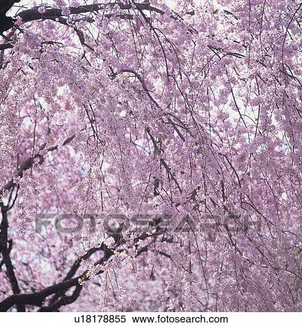 Stock Photography - Cherry Tree. Fotosearch