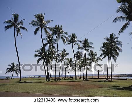 Coconut Tree View Large Photo Image Stock Image - Coconut Tree. Fotosearch