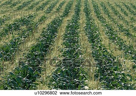 Stock Image - Corn Field. Fotosearch