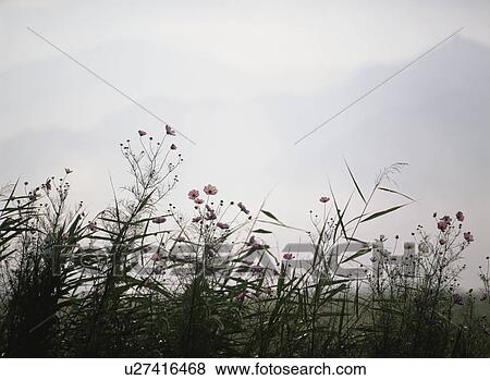 Stock Photo - Cosmos And The Autumn Sky. Fotosearch