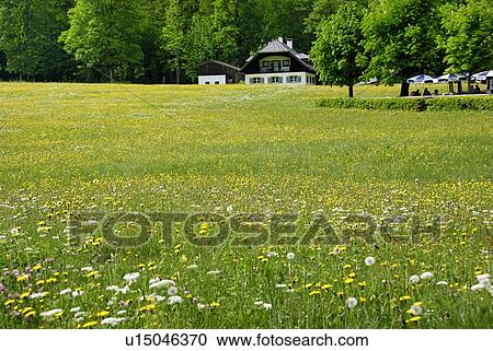 Dandelion View Large Photo Image Stock Image - Dandelion. Fotosearch