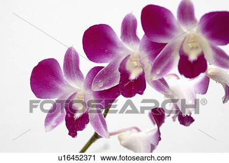 Stock Image - Dew on orchid flowers. Fotosearch