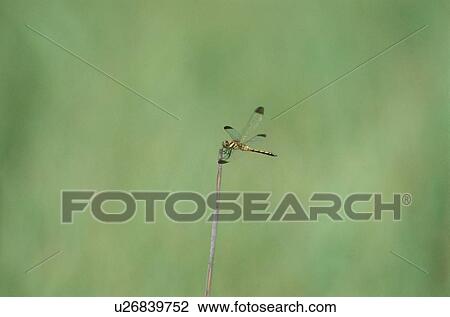 Stock Image - Dragonfly On Stem. Fotosearch