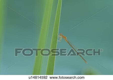 Stock Image - Dragonfly. Fotosearch