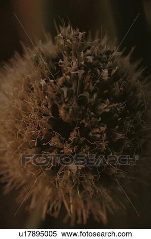 Stock Photography - Dry Flower. Fotosearch