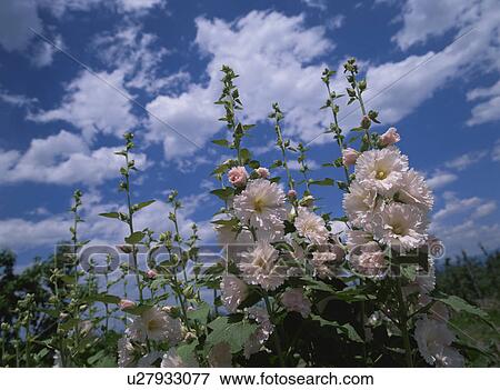 Stock Photo - Flower. Fotosearch