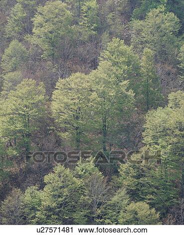 Forest View Large Photo Image Stock Image - Forest. Fotosearch