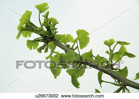 Fresh Green Of A Ginkgo Tree View Large Photo Image Stock Image - Fresh Green Of A Ginkgo Tree. Fotosearch