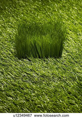 Grass View Large Photo Image Stock Photo - Grass. Fotosearch