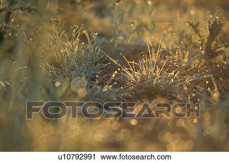 Grass Which Shines View Large Photo Image Stock Image - Grass Which Shines. Fotosearch