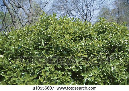 Green Bush View Large Photo Image Stock Photo - Green Bush. Fotosearch