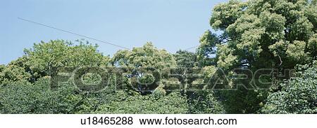 Stock Photo - Grove. Fotosearch