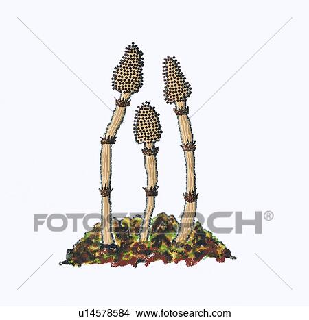 Picture - Horsetail. Fotosearch