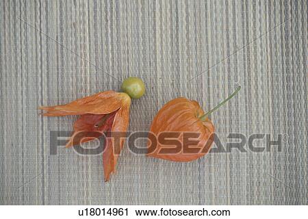 Stock Image - Japanese Lantern Plant. Fotosearch