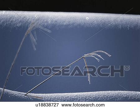 Japanese Pampas Grass And Snow View Large Photo Image Stock Photo - Japanese Pampas Grass And Snow. Fotosearch