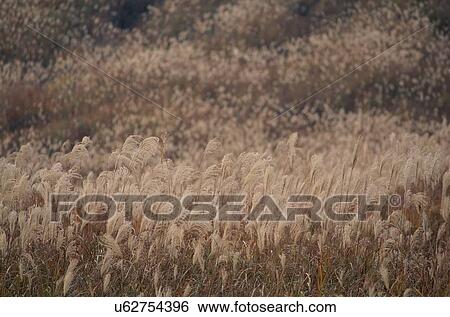 Stock Photograph - Japanese Pampas Grass. Fotosearch
