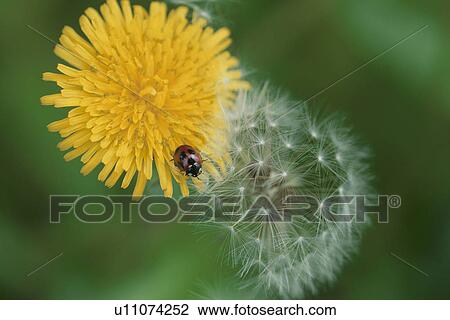 Ladybird On Dandelion View Large Photo Image Stock Image - Ladybird On Dandelion. Fotosearch