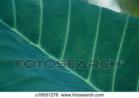 Stock Photograph - Leaf Blade. Fotosearch