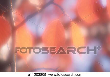 Stock Photography - Leafy Branch In Autumn. Fotosearch
