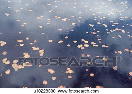 Stock Image - Lotus Leaves In Water. Fotosearch