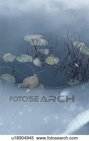 Stock Photography - Lotus Leaves Near Ice Sheet. Fotosearch