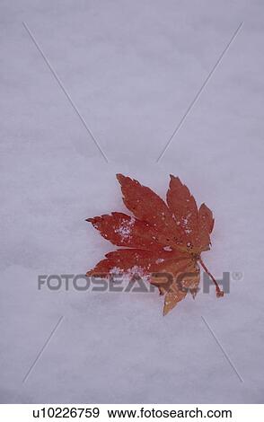 Maple Leaf On Snow View Large Photo Image Stock Photo - Maple Leaf On Snow. Fotosearch