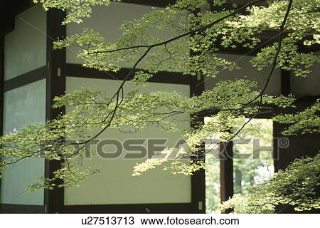Stock Image - Maple Tree Outside Building. Fotosearch