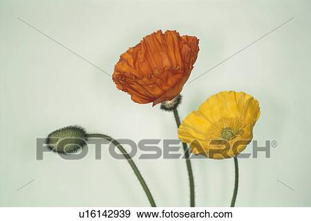 Stock Photo - Poppy. Fotosearch