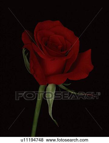 Stock Photo - Red Rose. Fotosearch