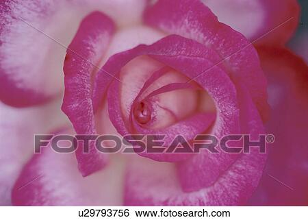 Rose View Large Photo Image Stock Photograph - Rose. Fotosearch