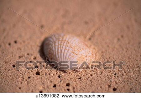 Seashell On Sand View Large Photo Image Stock Image - Seashell On Sand. Fotosearch