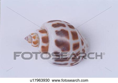 Seashell View Large Photo Image Stock Image - Seashell. Fotosearch