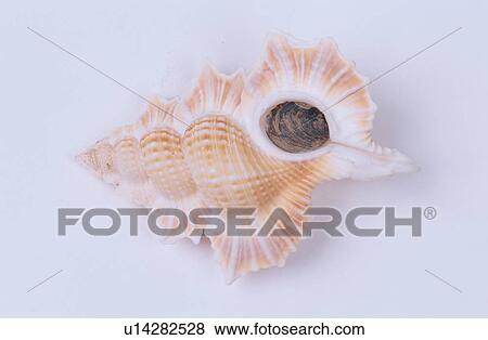 Stock Photo - Seashell. Fotosearch