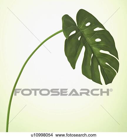 Single Leaf View Large Photo Image Picture - Single Leaf. Fotosearch