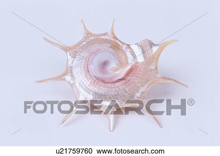 Spiked Seashell View Large Photo Image Stock Image - Spiked Seashell. Fotosearch