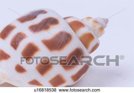 Stock Photo - Swirl Of Seashell. Fotosearch