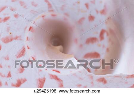 Stock Photo - Swirl Of Seashell. Fotosearch