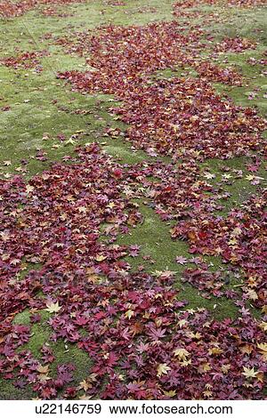 The Autumn Leaves Which Fell To The Yard Of Moss View Large Photo Image Stock Photo - The Autumn Leaves Which Fell To The Yard Of Moss. Fotosearch