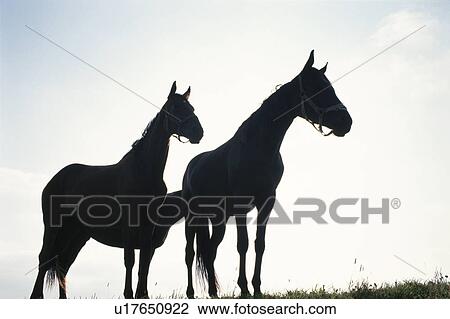 The Silhouette Of Two Horses View Large Photo Image Stock Image - The Silhouette Of Two Horses. Fotosearch