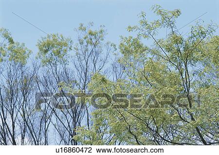Stock Image - Trees And Blue Sky. Fotosearch