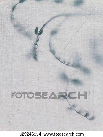 Picture - Twigs And Leaves. Fotosearch