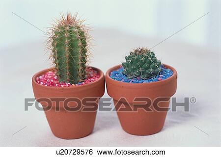 Stock Photograph - Two Pots Of Cacti. Fotosearch